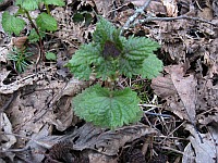nettle-with-purple-leaves2